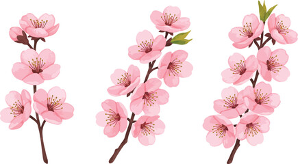 Three delicate peach blossom branches with pink flowers on transparent background