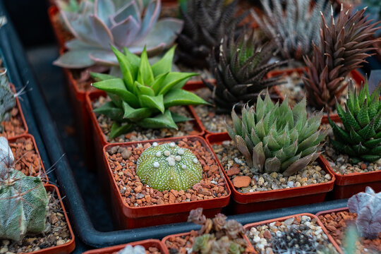A collection of small potted succulents and cacti with various textures, shapes, and colors, displayed together in a tray.