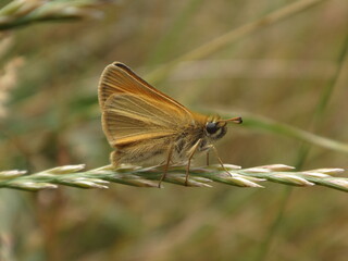 The Essex skipper (Thymelicus lineola), male perching on a dry ear of grass
