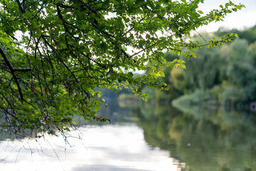  Forest trees reflected in calm lake water with green grass in foreground. Landscape nature photography. Summer season outdoor and eco tourism concept for design and print