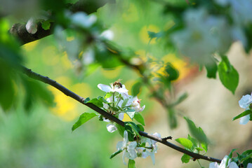 Ein Zweig mit rosa und weißen Apfelblüten.