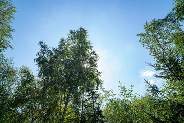 Fototapeta premium Sunlight shining through green spruce and deciduous tree branches against blue sky. Outdoor nature photography. Forest and environment concept for design, poster, wallpaper, banner.