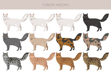 Turkish Angora Cat clipart. All coat colors set.  All cat breeds characteristics infographic. Vector illustration