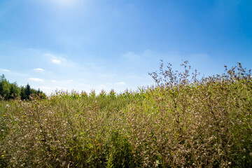 Green field with plants under clear sky at sunset. Agricultural landscape and farming concept. Horizon line with copy space for design, poster, banner, wallpaper