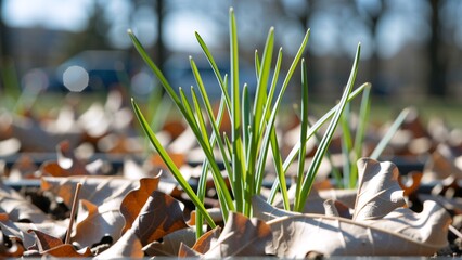 shallow. Fresh spring grass blades highlighted by sunlight with a soft, blurred effect. travel magazines, destination branding, designed for outdoor magazines and nature guides.