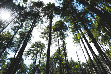 pacific northwest trees in forest