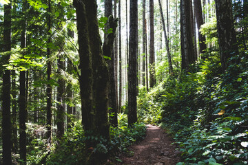 Naklejka premium path in forest hike