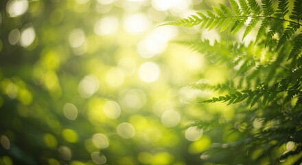 Obraz premium Soft focus green fern fronds illuminated by bright sunlight creating a tranquil and refreshing natural scene