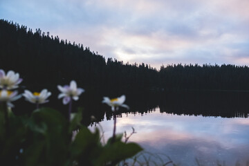 flowers at lake mountain sunset