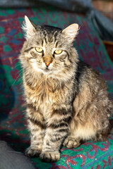 Cat lying on concrete floor indoors. Close up studio pet portrait photography. Domestic animal concept.