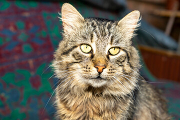 Cat lying on concrete floor indoors. Close up studio pet portrait photography. Domestic animal concept.