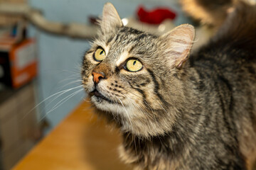 Cat lying on concrete floor indoors. Close up studio pet portrait photography. Domestic animal concept.