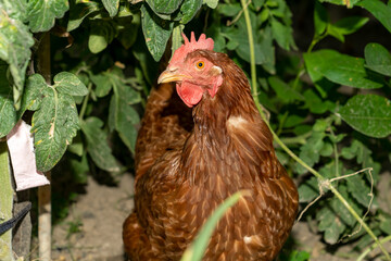 Brown hen sitting on ground among green plants in garden. Outdoor poultry photography. Farm life and agriculture concept for design and print