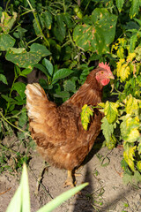 Brown hen sitting on ground among green plants in garden. Outdoor poultry photography. Farm life and agriculture concept for design and print