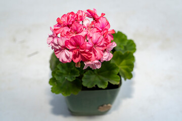 Pink geranium flowers with green leaves in square pot on white background. Studio botanical photography. Gardening, decoration, and springtime concept for design and print