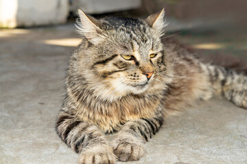 Cat lying on concrete floor indoors. Close up studio pet portrait photography. Domestic animal concept.