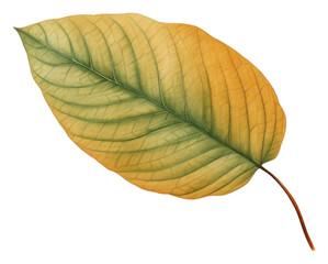 Obraz premium PNG Green leaf turning brown plant tree