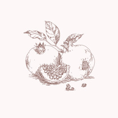 Pomegranate hand drawn botanical illustration 