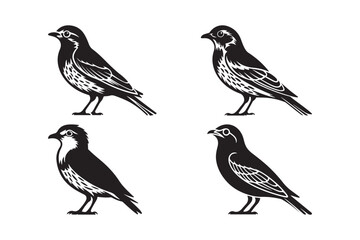 Four detailed illustrations of small birds in black and white