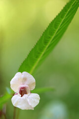 Impatiente de Balfour. Fleurs violettes, photo macro. Immortelle du jardin.