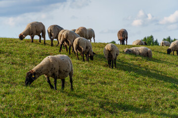 Obraz premium Die Ems bei Papenburg