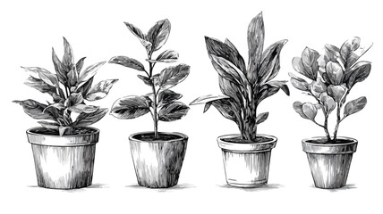 Monochrome Sketch of Various Potted Plants for Interior Design Inspiration