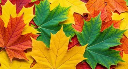 Fototapeta premium Vibrant autumn maple leaves in stunning fall colors create cozy seasonal vibes for your designs