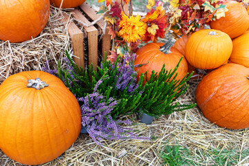Rustic Pumpkin And Plant Still Life on Hay Bales with Wooden Crate for Thanksgiving and Harvest