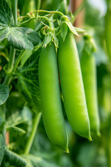 Fresh organic green peas growing on garden bush.