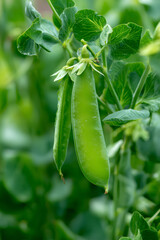 Fresh organic green peas growing on garden bush.
