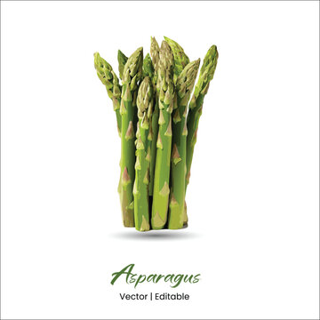 Asparagus Vector Asparagus realistic vector art