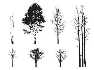 Fototapeta premium Tall slender birch tree silhouette design with elegant charm