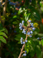 Blue mahonia berries on a branch.
