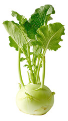 Fresh kohlrabi, vibrant green leaves