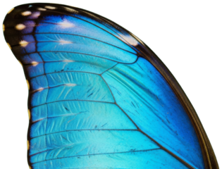 Detailed Macro Photograph of a Vibrant Blue Butterfly Wing, transparent background png