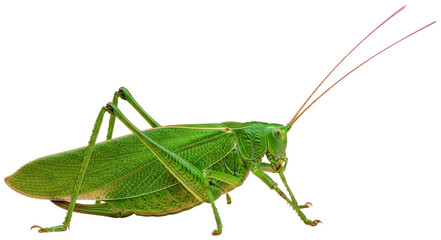 A large green grasshopper on a pink background, transparent background png