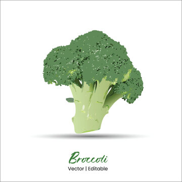 Broccoli vector Broccoli realistic vector art