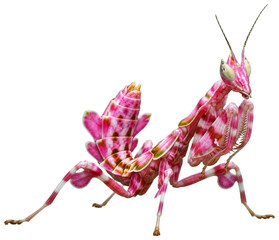 Orchid Mantis A pink and white insect against light green backdrop., transparent background png