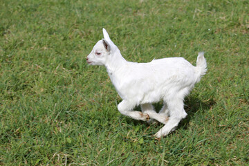 Fototapeta premium A cute white goat running on green grass in the open air.
