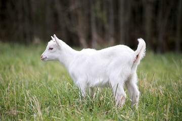Obraz premium A cute white baby goat standing on green grass outdoors.