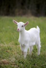 A cute white baby goat standing on green grass outdoors.