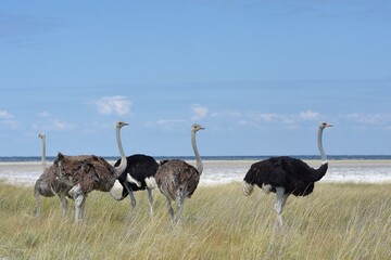 Fototapeta premium Afrikanischer Strauße (struthio camelus) im Etoscha Nationalpark in Namibia