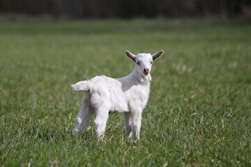 A cute white baby goat standing on green grass outdoors.