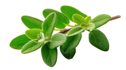 Close-up of fresh oregano sprigs. Bright green leaves clustered on thin stems.  Sharp focus,  isolated on black background