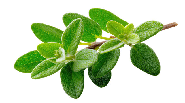 Close-up of fresh oregano sprigs. Bright green leaves clustered on thin stems.  Sharp focus,  isolated on black background - Powered by Adobe