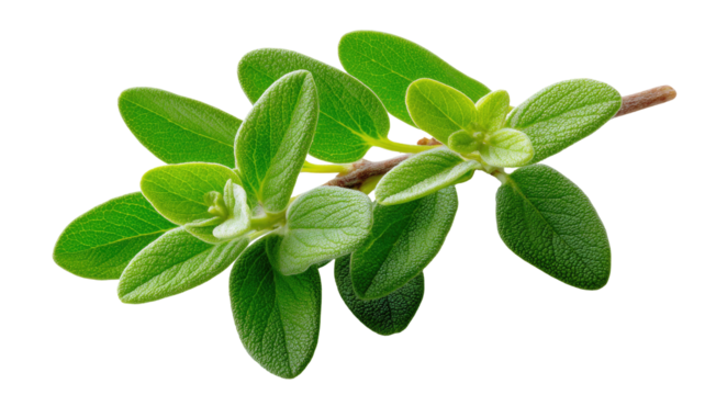 Close-up of fresh oregano sprigs. Bright green leaves clustered on thin stems.  Sharp focus,  isolated on black background