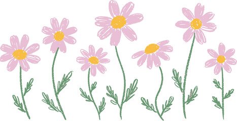 A collection of delicate pink and purple daisy flowers on transparent background