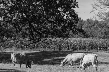Die Stadt Meppen an der Ems