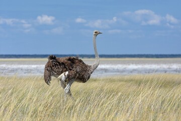 Afrikanischer Strauße (struthio camelus) im Etoscha Nationalpark in Namibia