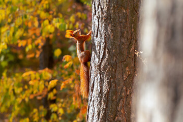 Cute red squirrel climbing tree at park in autumn, blank space. Funny wild animal in its natural evnironment. Beautiful little rodent with fluffy tail and cute ears at yellow fall wood